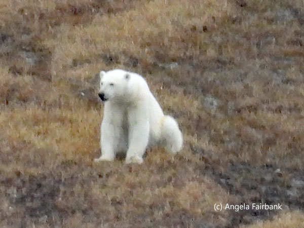polar bear 2