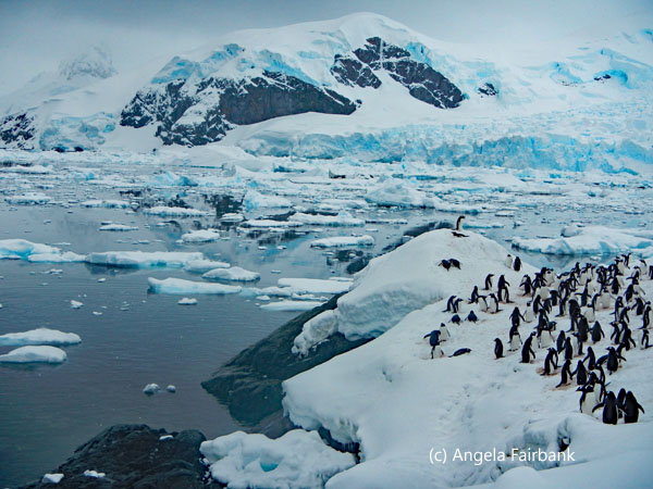 view with penguins