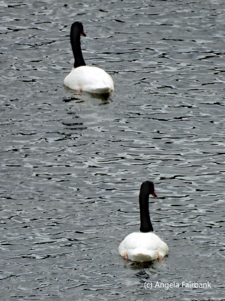2 black-necked swans back view