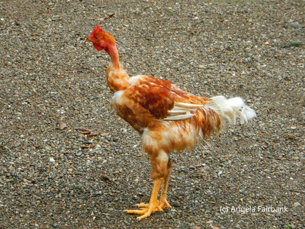 skinny necked chicken