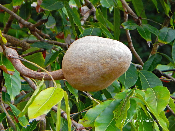 jobo tree fruit