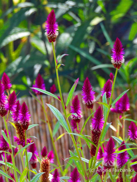 purple flowers