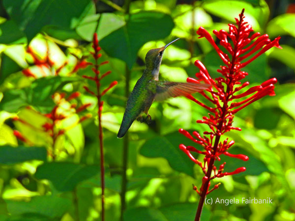 female ruby-throated hummingbird 4