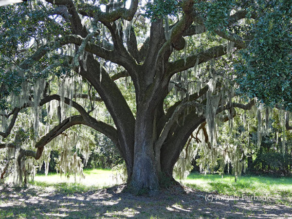 live oak