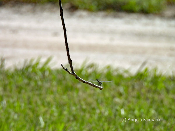 eastern pondhawk dragonfly on stick