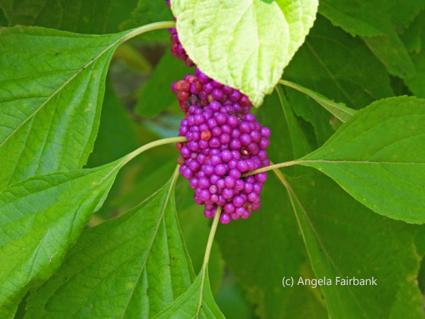 purple berries