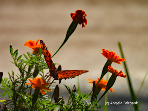 gulf fritillary butterfly and flowers