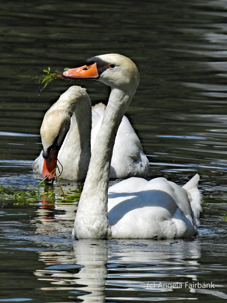 pair of swans
