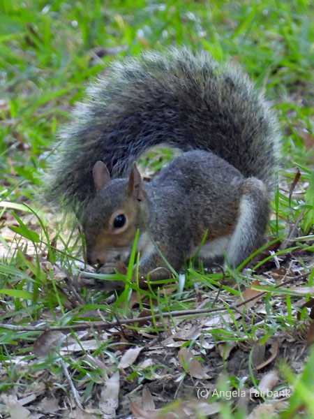 squirrel 1