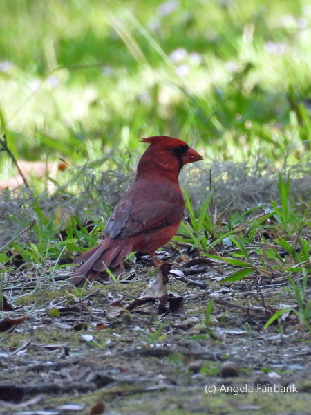 northern cardinal