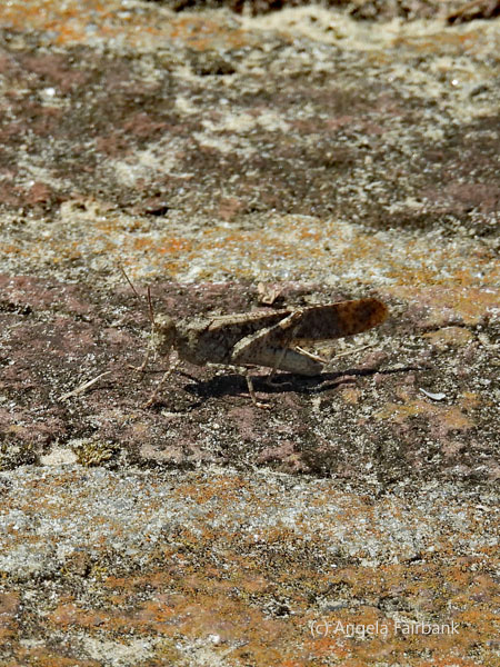 grasshopper