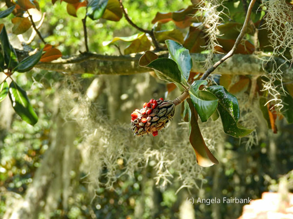magnolia seed pod