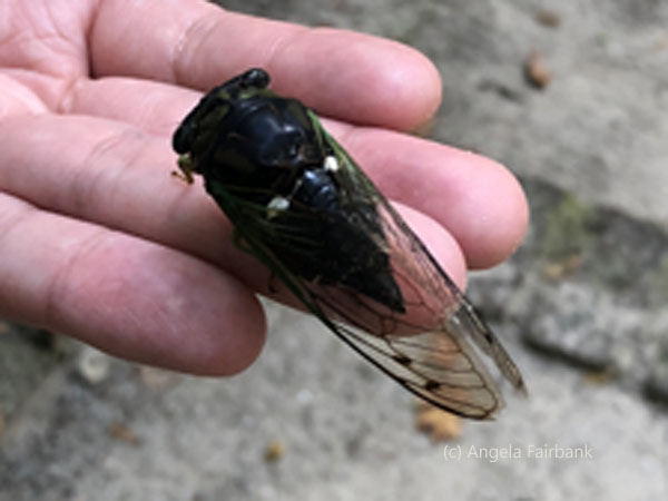 giant cicada