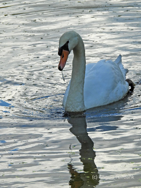 swan and reflection