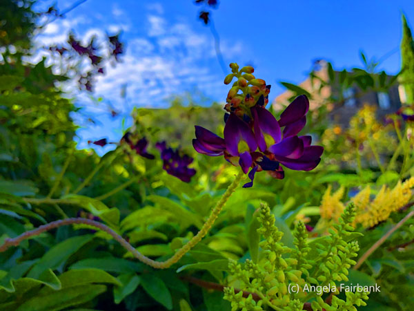 purple flower