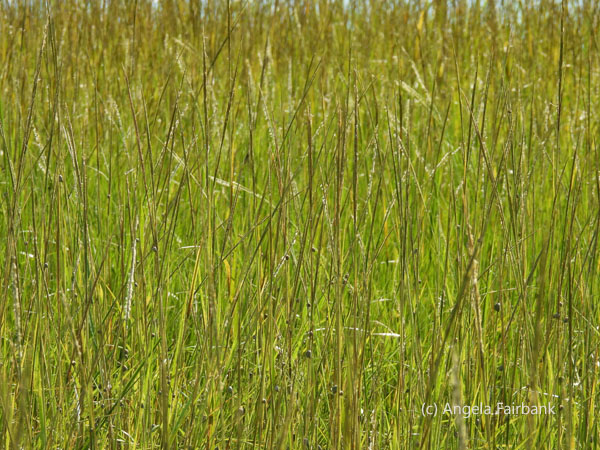 grasses