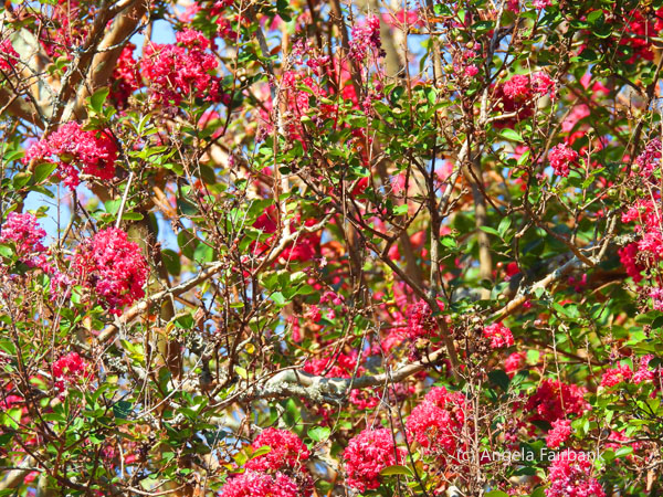 pink flowers