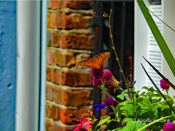 flower box and orange gulf fritillary butterfly