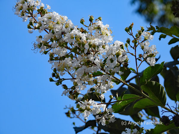 white flower