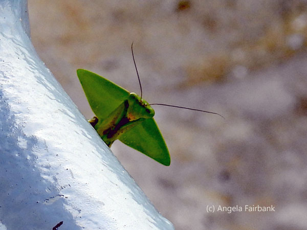 leaf mantis 4