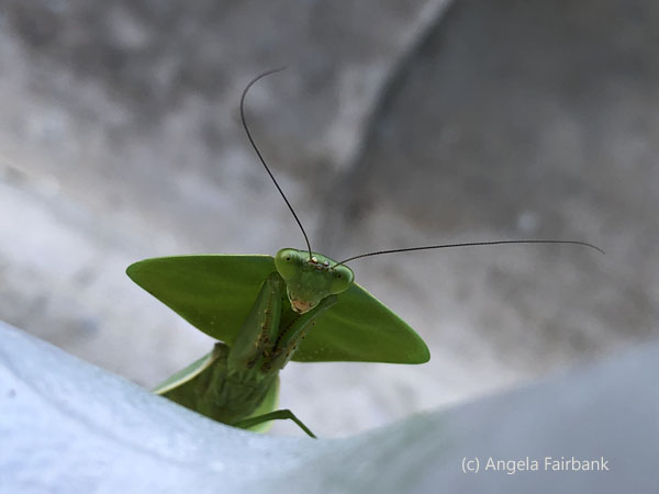 leaf mantis 5