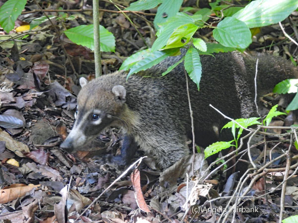 white-nosed coati 1
