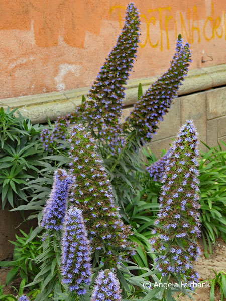 purple flowers