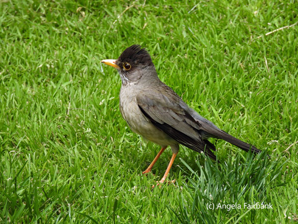 austral thrush 3