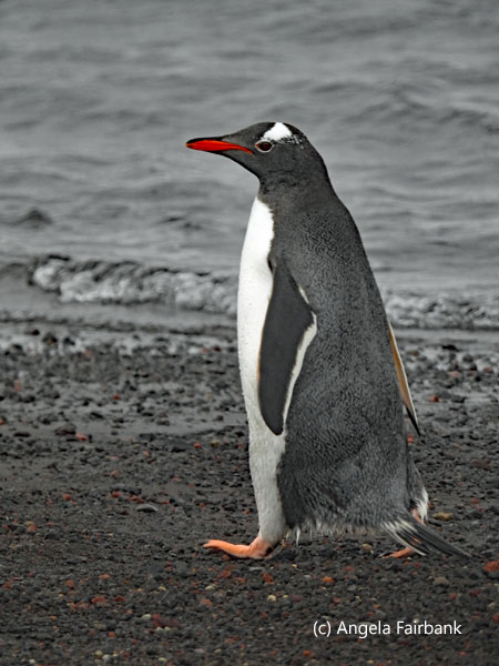gentoo penguin on beach 5