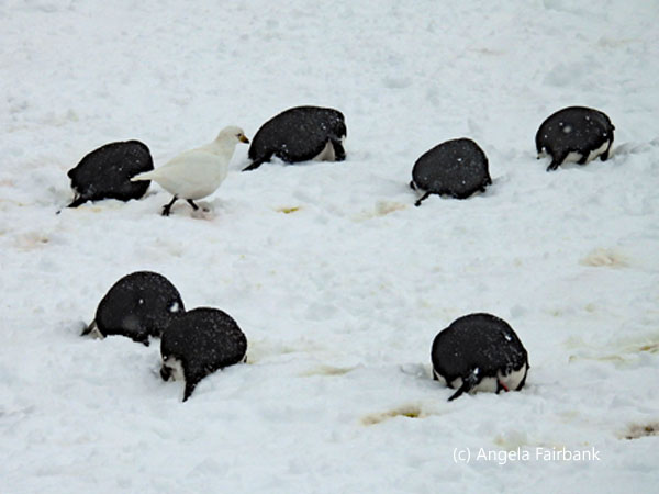 chinstrap penguins with snowy sheathbill