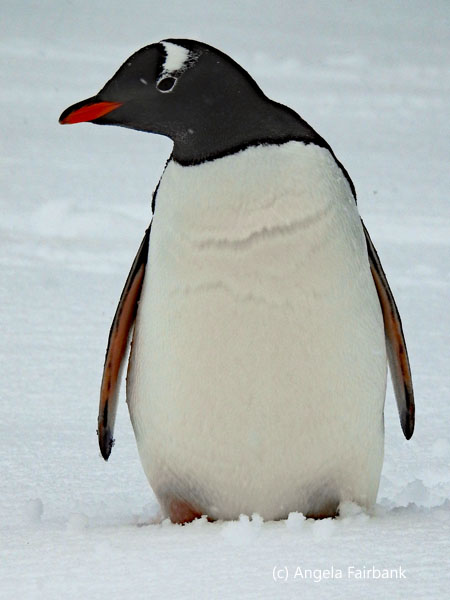gentoo penguin 6