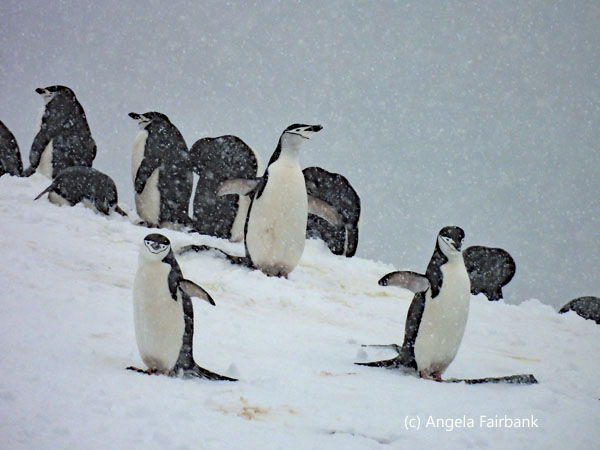 chinstrap penguins 3