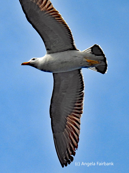 belchers gull 2