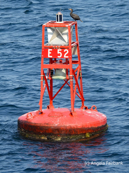 buoy with cormorant