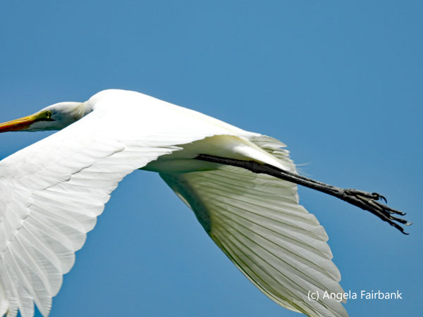 great egret flying 3