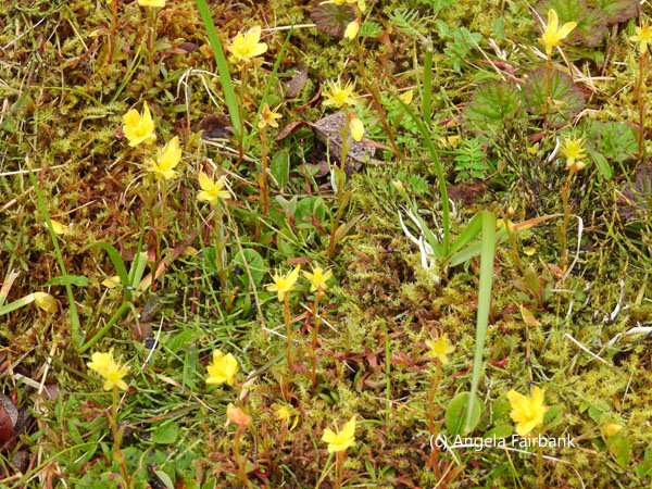 yellow flowers