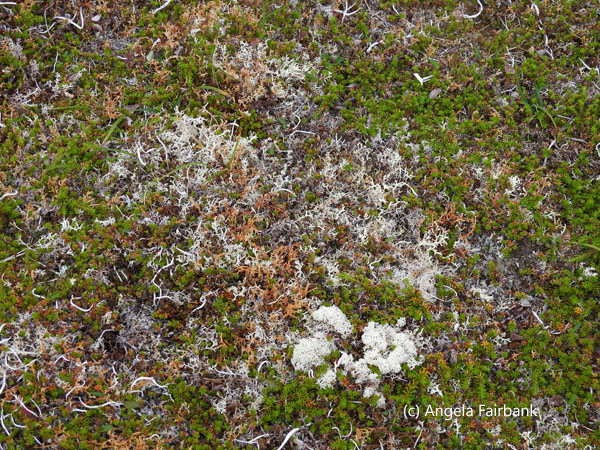 white flowers