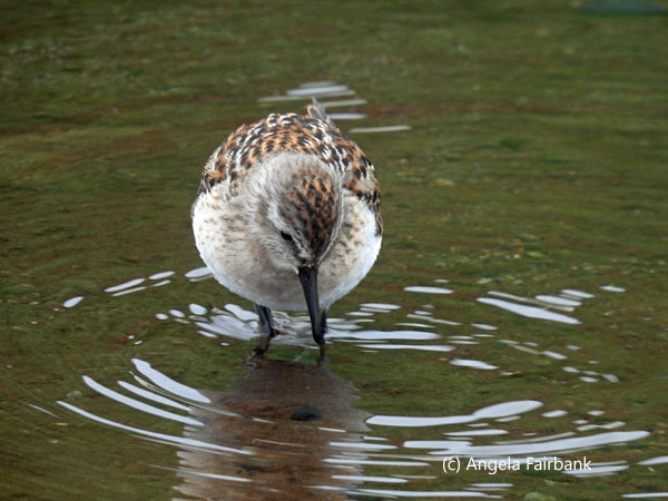 western sandpiper 