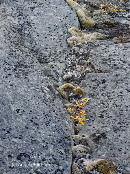 plants among the rocks