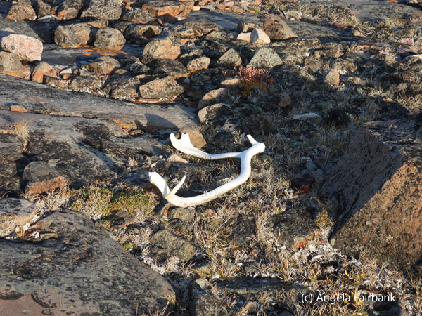 antlers