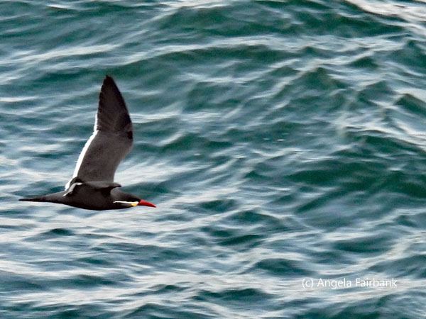 flying inca tern 2