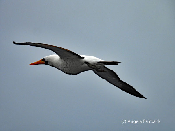 nazca booby 8