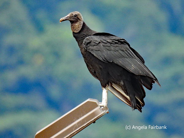 black vulture on light 1