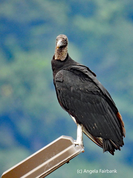 black vulture on light 2