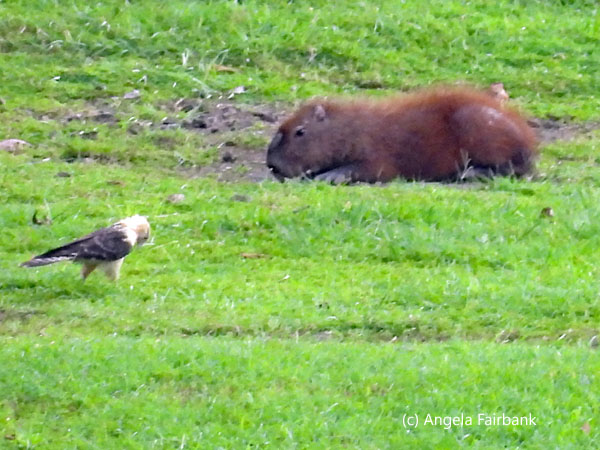 lesser capybara grazing and yellow-headed caracara