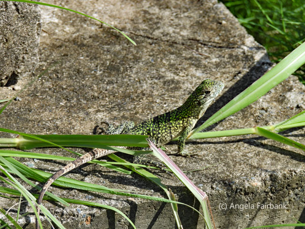 green iguana 4