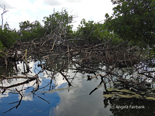 sky reflected in mangrove water