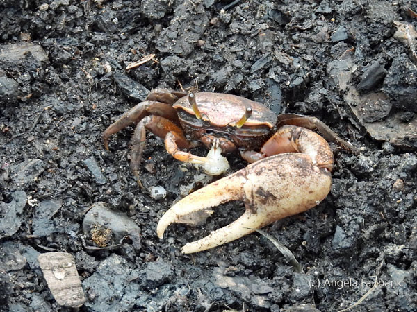 crab with big right pincer