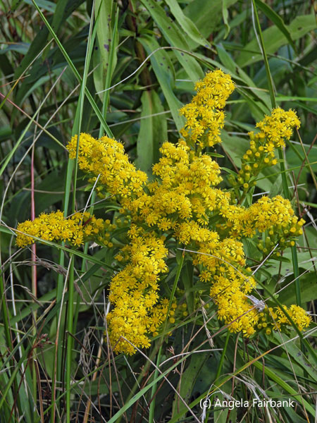 yellow flowers