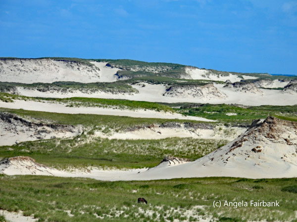 ridges of sand and greenery with horse in foreground from top of sand dune